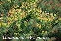 Молочай "Clarice Howard" (Euphorbia cyparissias)