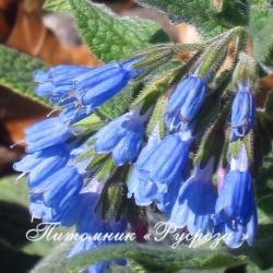 Окопник крупноцветковый "Hidcote Blue"