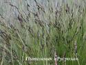 Осока чёрная (Carex nigra)