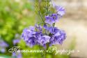 Полемониум  голубой (Синюха) "Bambino Blue" (Polemonium caeruleum)