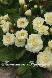 Примула "Belarina Cream" (Primula)