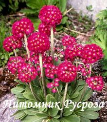 Примула мелкозубчатая "Red" (Primula denticulata)