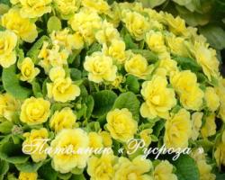 Примула "Belarina Buttercup Yellow" (Primula)