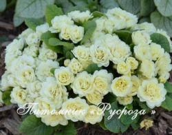 Примула "Vanilla Cream" (Primula)