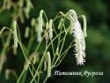 Кровохлебка тонколистная "Alba" (Sanguisorba tenuifolia)