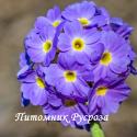 Примула мелкозубчатая "Blue" (Primula denticulata)