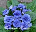 Примула "Belarina Delfts Blue" (Primula)