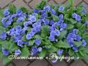 Примула "Belarina Delfts Blue" (Primula)