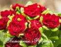 Примула "Belarina Valentine" (Primula)