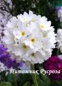 Примула мелкозубчатая "White" (Primula denticulata)