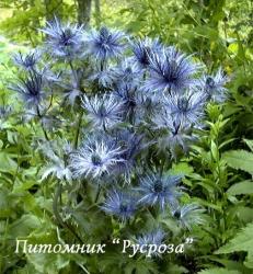 Синеголовник альпийский "Blue Star" (Еryngium alpinum)