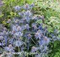 Синеголовник альпийский "Blue Star" (Еryngium alpinum)