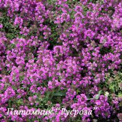 Тимьян ранний "Purple Beauty" (Thymus praecox)