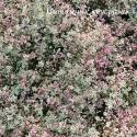 Тимьян обыкновенный "Silver Posie" (Thymus vulgaris)