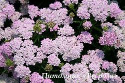 Тысячелистник "Wonderful Wampee" (Achillea millefolium)