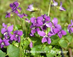 Фиалка сестринская "Red Cloud" (Viola sororia)