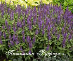 Шалфей дубравный "Sensation Violet" (Salvia nemorosa)