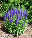 Шалфей дубравный "Sensation Deep Blue" (Salvia nemorosa)