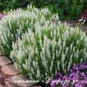 Шалфей дубравный "Sensation White" (Salvia nemorosa)