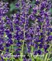 Шалфей луговой "Twilight Serenade" (Salvia pratensis)