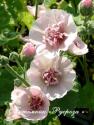 Шток-роза "Parkfrieden" (Alcea rosea)