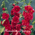 Шток-роза "Chater's Double Red" (Alcea rosea)