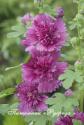 Шток-роза "Spring Celebrities Purple" (Alcea rosea)