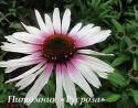 Эхинацея пурпурная "Funky White" (Echinacea purpurea)