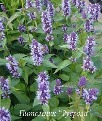 Лофант "After Eight" (Agastache)