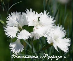 Гвоздика перистая "Albus Plenus" (Dianthus plumarius)