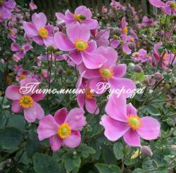 Анемона японская "Hadspen Abundance" (Anemone japonica)