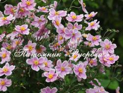 Анемона японская "Robustissima" (Anemone japonica)