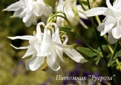 Аквилегия обыкновенная "Winky White and White" (Aquilegia vulgaris)