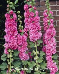 Шток-роза "Chater's Double Rose" (Alcea rosea)