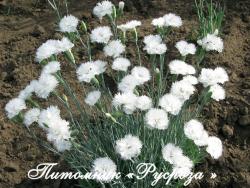 Гвоздика перистая "Double White" (Dianthus plumarius)