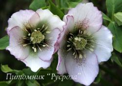 Морозник восточный "Winter Emotions Anemone Picotee" (Helleborus orientalis)