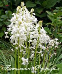 Гиацинтоидес испанский "White" (Hyacinthoides hispanica)
