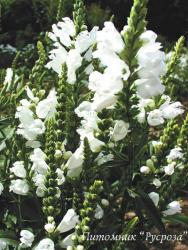 Физостегия виргинская "Summer Snow" (Physostegia virginiana)