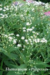 Вернония нью-йоркская "White Lightning" (Vernonia noveboracensis)