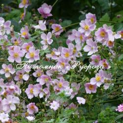 Анемона японская "September Charm" (Anemone japonica)