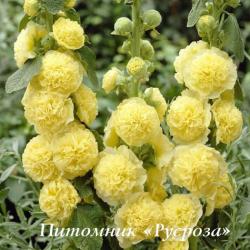 Шток-роза "Chater's Double Yellow" (Alcea rosea)