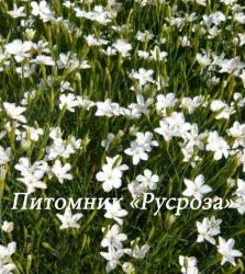 Гвоздика травянка "Albiflorus" (Dianthus deltoides)