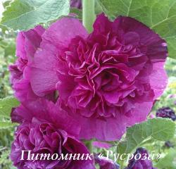 Шток-роза "Chater's Double Violet" (Alcea rosea)