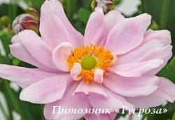 Анемона "Mont-rose" (Anemone)