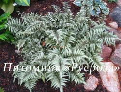 Кочедыжник ниппонский (Папоротник) "Metallicum" (Athyrium niponicum)