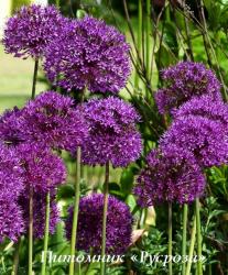 Лук афлатунский "Purple Sensation" (Allium aflatunense)