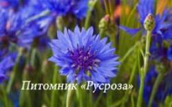 Василек горный "Bright Blue" (Сentaurea montana)
