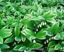 Купена variegatum (Polygonatum var. variegatum)