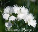 Гвоздика перистая "Albus Plenus" (Dianthus plumarius)