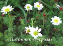 Анациклюс депрессум (Anacyclus depressus)